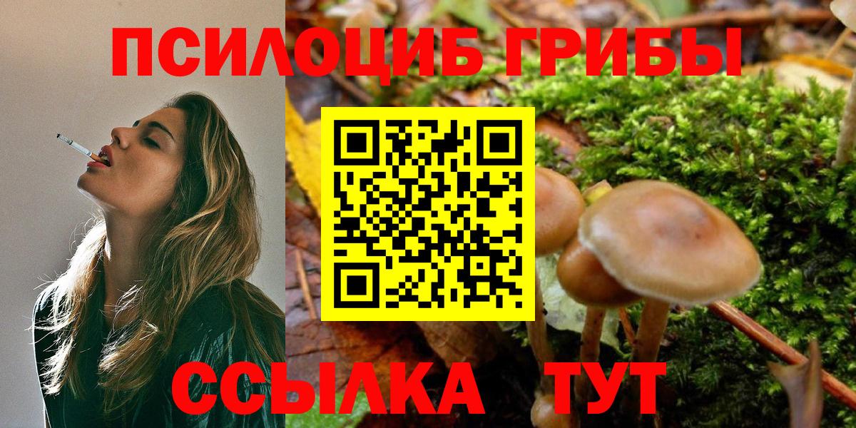 Шебекино  купить наркотики цена  Вход с VPN  Псилоцибиновые грибы Cubensis 